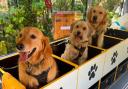 New - The first crate-free dog bus in Essex is taking its four-legged passengers on adventure days across Hatfield Peverel, Witham and surrounding villages