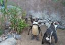 Penguins at Colchester Zoo