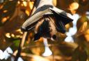 Education - Residents in Gosfield are being invited to learn more about the county’s bat population at an upcoming talk hosted by the Essex Wildlife Trust Braintree Group