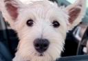 Trixie is believed to have been stolen from Dunmow
