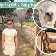 Wholesome - A farm visit filled with cuddly creatures, hands-on activities and plenty of smiles makes Boydells Dairy Farm in Wethersfield a must-visit Essex attraction
