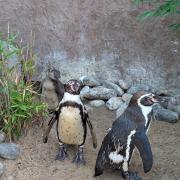Penguins at Colchester Zoo