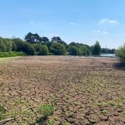 Hatfield Forest completely transformed due to drought stress
