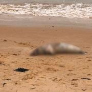 Sad - A dead seal was found washed ashore in Harwich