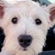 Trixie is believed to have been stolen from Dunmow